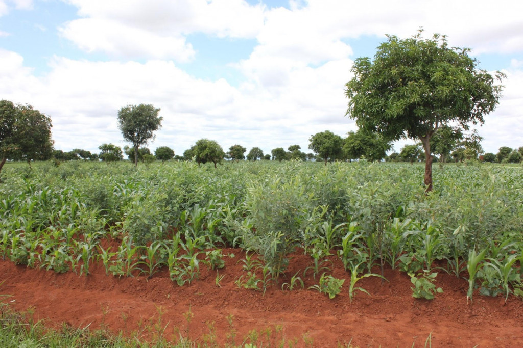 Lush green field with crops growing out of row-like mounds of soil, trees are dispersed across the field